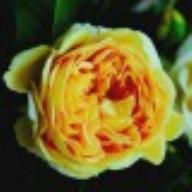 Rose Golden Zest 100 Idees Jardin Foto Kalbus