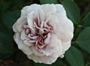 Rose Grey Pearl Foto Groenloof