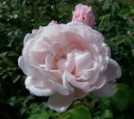 Rose Gruß an Labenz Foto Myroses
