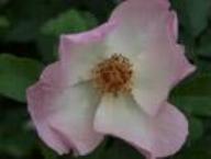 Rose Heavenly Rosalind Foto Rusch