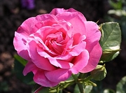 Rose Heilige Elisabeth Foto Groenloof