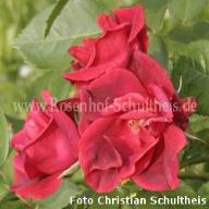 Rose Herbstfeuer Foto Schultheis