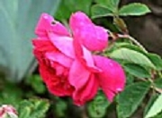Rose Ignis Foto Groenloof