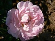 Rose Incarnata Sangerhausener Typ Foto Groenloof