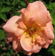 Rose Irish Beauty Foto Brandt