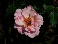 Rose Jardiniers du Paradis Foto Myroses