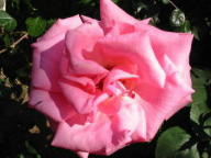 Rose Jardin de Villandry Foto Brandt