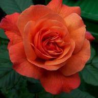 Kalbus-Rose Foto Kalbus