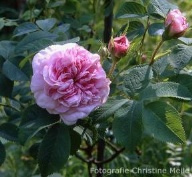 Rose Königin von Dänemark Foto Christine Meile