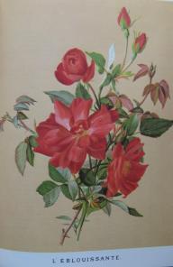 Rose L`Eblouissante Cramoisi Superieur Foto Endell Zeichnung aus Nietner