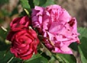 Rose La Motte Sanguin Foto Groenloof