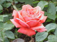 Rose Lucie Cramphorn Maryse Kriloff Foto Wikipedia