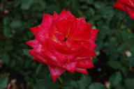 Rose Neue Revue Foto Wikipedia