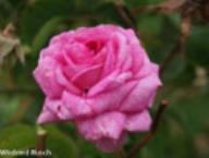 Rose Oeillet Flamand Foto Rusch