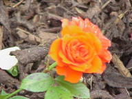 Rose Orange Meillandina Foto Wikipedia