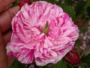 Rose Panachée a fleurs doubles Foto Groenloof