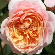 Rose Parfum d`Orleons Foto Schultheis