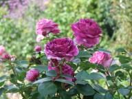 Rose Parfum Flower Circus Foto Myroses