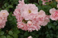 Rose Pearl Mirato Foto Wikipedia