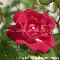 Rose Perla de Alcanada Foto Schultheis