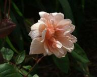 Rose Perle d`Or Foto Myroses