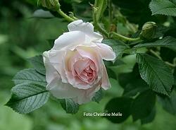 Rose Polareis Foto Meile