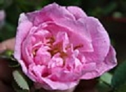Rose Poppius Foto Groenloof