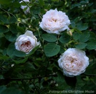 Rose Aennchen von Tharau Foto Christine Meile