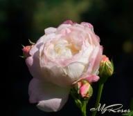 Rose Andre Brichet Foto Myroses