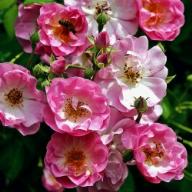 Rose Apple Blossom Foto Kalbus