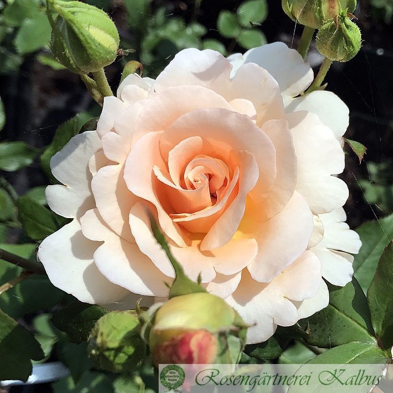Rose Apricot Nectar Foto Kalbus