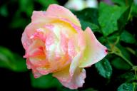 Rose Apricot Queen Elizabeth
