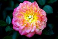 Rose Mandarin Foto Roesch