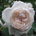 Rose Mme Alfred Carriere Foto Schultheis