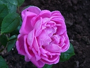 Rose Mme Louis Ricard Foto Groenloof