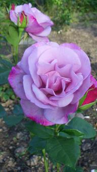 Rose Moody Blue Foto Myroses