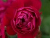 Rose Mrs. Anthony Waterer Foto Rusch
