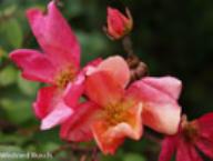 Rose Mutabilis Foto Rusch