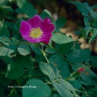 Rosa majalis Foto Christine Meile