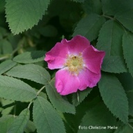 Rosa palustris Foto Christine Meile