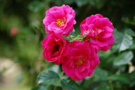 Rose Ritter von Barmstede Foto Wikipedia
