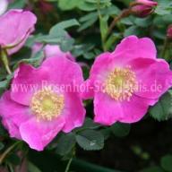 Rosa pendulina pyrenaica Foto Schultheis