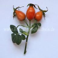 Rose rubiginosa dimorphacanta Foto Hagebutten  Schultheis