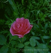 Rose Ruhm von Steinfurth Foto Christine Meile