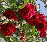 Rose Red Parfum Foto Meile