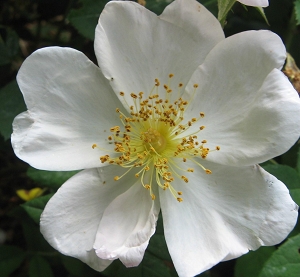 Rosa richardii - Heilige Rose