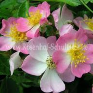 Rose Rosa Sternenflor Foto Schultheis
