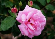 Rose Rosalinde Foto Roesch