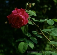Rose Parfum de l`Hay Foto Christine Meile