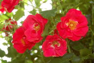 Rose Rotfassade Foto Wikipedia